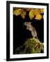 Wood Mouse Standing Up under Beech Leaves in Autumn, UK-Andy Sands-Framed Photographic Print