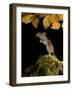 Wood Mouse Standing Up under Beech Leaves in Autumn, UK-Andy Sands-Framed Photographic Print