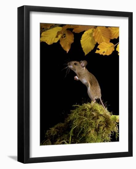 Wood Mouse Standing Up under Beech Leaves in Autumn, UK-Andy Sands-Framed Photographic Print