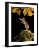 Wood Mouse Standing Up under Beech Leaves in Autumn, UK-Andy Sands-Framed Photographic Print