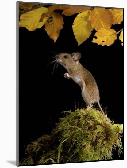 Wood Mouse Standing Up under Beech Leaves in Autumn, UK-Andy Sands-Mounted Photographic Print