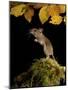 Wood Mouse Standing Up under Beech Leaves in Autumn, UK-Andy Sands-Mounted Photographic Print