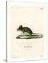Wood Mouse-null-Stretched Canvas