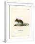 Wood Mouse-null-Framed Giclee Print