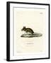 Wood Mouse-null-Framed Giclee Print