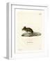 Wood Mouse-null-Framed Giclee Print