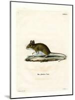 Wood Mouse-null-Mounted Giclee Print