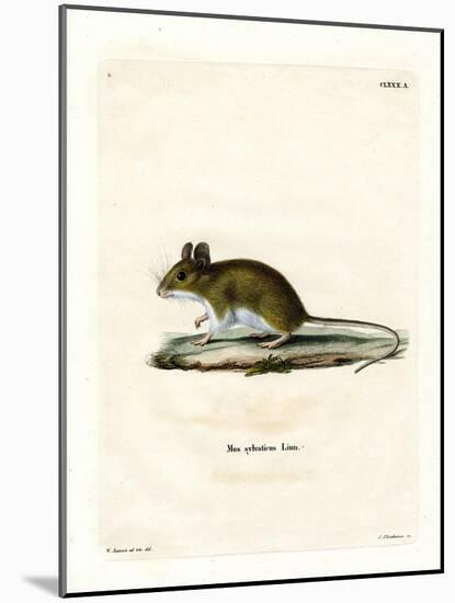 Wood Mouse-null-Mounted Giclee Print