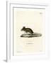 Wood Mouse-null-Framed Giclee Print