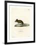 Wood Mouse-null-Framed Giclee Print