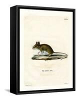 Wood Mouse-null-Framed Stretched Canvas