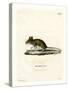 Wood Mouse-null-Stretched Canvas