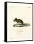 Wood Mouse-null-Framed Stretched Canvas