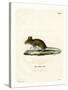 Wood Mouse-null-Stretched Canvas