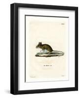 Wood Mouse-null-Framed Premium Giclee Print