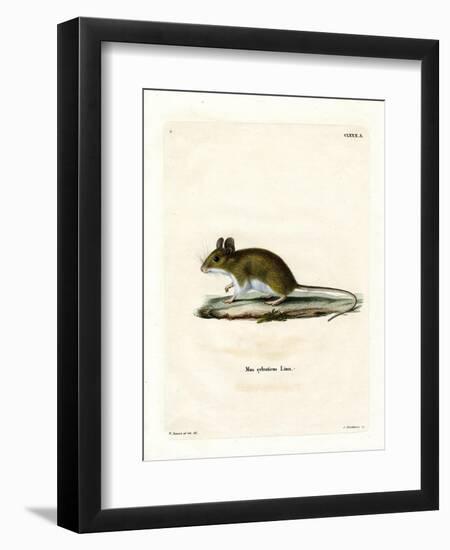 Wood Mouse-null-Framed Premium Giclee Print