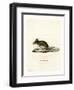 Wood Mouse-null-Framed Premium Giclee Print