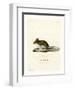 Wood Mouse-null-Framed Premium Giclee Print