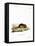 Wood Mouse-null-Framed Stretched Canvas