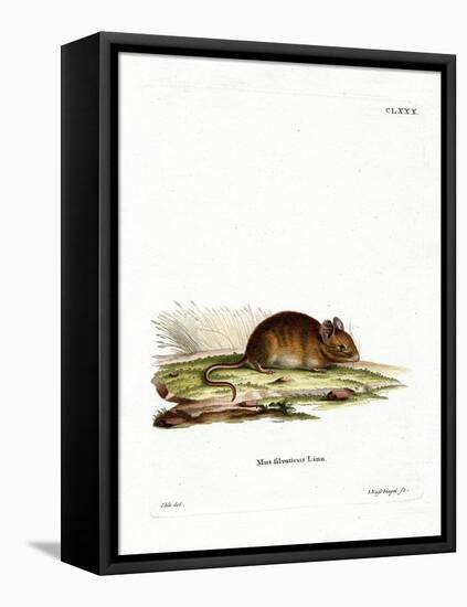 Wood Mouse-null-Framed Stretched Canvas