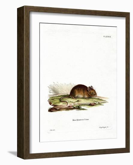 Wood Mouse-null-Framed Giclee Print