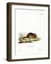 Wood Mouse-null-Framed Giclee Print