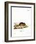 Wood Mouse-null-Framed Premium Giclee Print