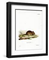 Wood Mouse-null-Framed Premium Giclee Print