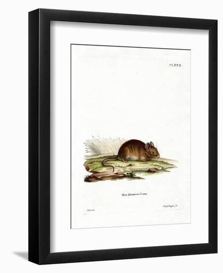 Wood Mouse-null-Framed Premium Giclee Print