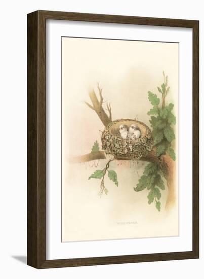 Wood Pewee-null-Framed Art Print