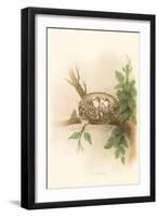 Wood Pewee-null-Framed Art Print