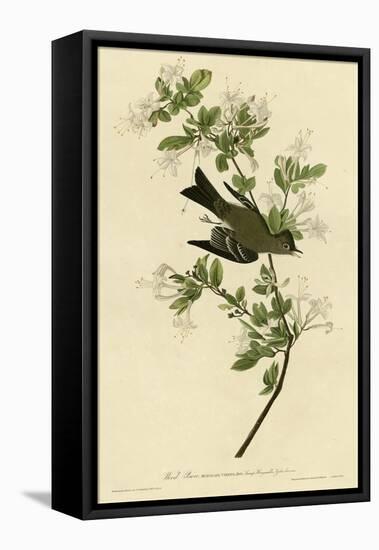 Wood Pewee-null-Framed Stretched Canvas