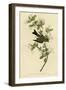 Wood Pewee-null-Framed Giclee Print