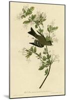 Wood Pewee-null-Mounted Giclee Print