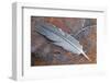 Wood Pigeon (Columba palumbus) feather, with water droplets, Berwickshire-Phil McLean-Framed Photographic Print