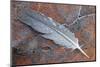 Wood Pigeon (Columba palumbus) feather, with water droplets, Berwickshire-Phil McLean-Mounted Photographic Print