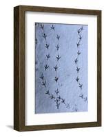 Wood Pigeon (Columba palumbus) footprints in snow, Norwich, Norfolk, England-Robin Chittenden-Framed Photographic Print