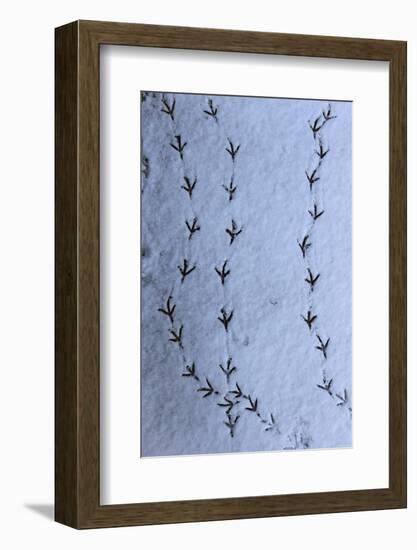 Wood Pigeon (Columba palumbus) footprints in snow, Norwich, Norfolk, England-Robin Chittenden-Framed Photographic Print