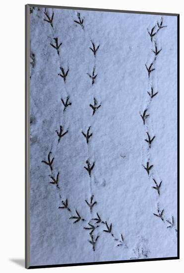 Wood Pigeon (Columba palumbus) footprints in snow, Norwich, Norfolk, England-Robin Chittenden-Mounted Photographic Print