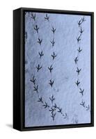 Wood Pigeon (Columba palumbus) footprints in snow, Norwich, Norfolk, England-Robin Chittenden-Framed Stretched Canvas