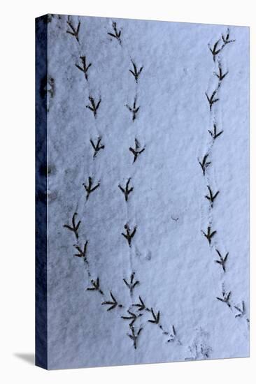 Wood Pigeon (Columba palumbus) footprints in snow, Norwich, Norfolk, England-Robin Chittenden-Stretched Canvas