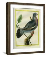 Wood Pigeon-Georges-Louis Buffon-Framed Giclee Print