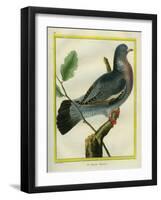 Wood Pigeon-Georges-Louis Buffon-Framed Giclee Print