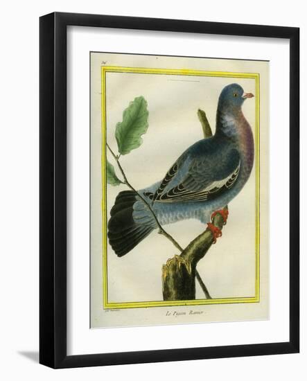 Wood Pigeon-Georges-Louis Buffon-Framed Giclee Print