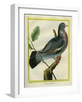 Wood Pigeon-Georges-Louis Buffon-Framed Giclee Print