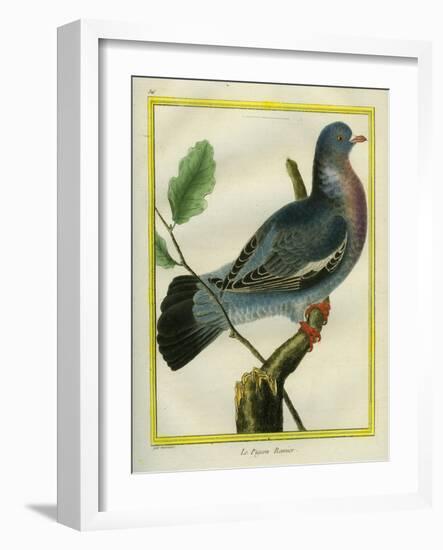 Wood Pigeon-Georges-Louis Buffon-Framed Giclee Print