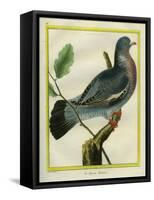 Wood Pigeon-Georges-Louis Buffon-Framed Stretched Canvas