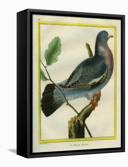 Wood Pigeon-Georges-Louis Buffon-Framed Stretched Canvas