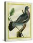 Wood Pigeon-Georges-Louis Buffon-Stretched Canvas