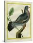 Wood Pigeon-Georges-Louis Buffon-Stretched Canvas